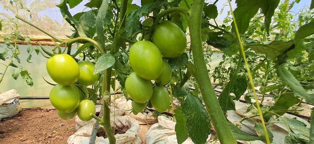 Agribusiness Incubation